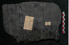 Foto (Detailansicht) von Sigillaria alternaus Lindl. et H. (NHMW-GEO-2024-0188-11047)